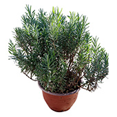 Lavanda u saksiji, manja – visina do 30cm