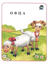 Ovca